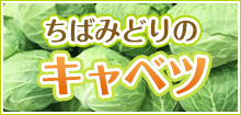 ちばみどりキャベツ