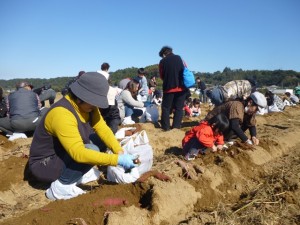 サツマイモの収穫を楽しむ参加者