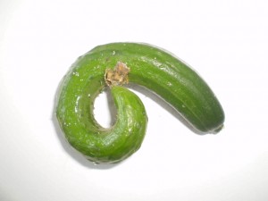 ひらがなののにも見えます