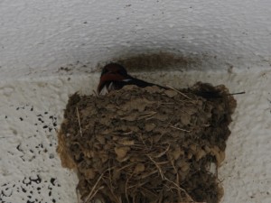 巣に入っているツバメ