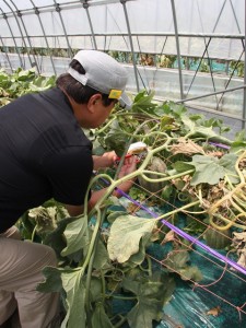 大きくて甘そうなメロンを収穫する参加者