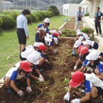 芋ほりをする青年部員と小学生