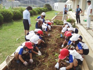 芋ほりをする青年部員と小学生