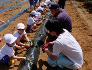 青年部員の説明を聞き、サツマイモ苗を植える児童たち