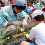 苗の植え方をわかりやすく指導する生徒