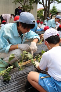 苗の植え方をわかりやすく指導する生徒