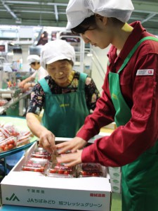 ＪＡちばみどり営農センター旭フレッシュグリーンでミニトマトの集荷作業を行う農林中央金庫の職員