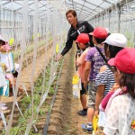 トマトの生育について説明する向後さん