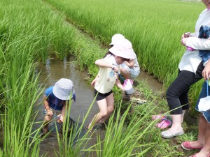田んぼに入って生き物を探す参加者