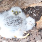 カメラに驚くフクロウと寝ているフクロウ