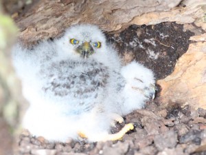 カメラに驚くフクロウと寝ているフクロウ