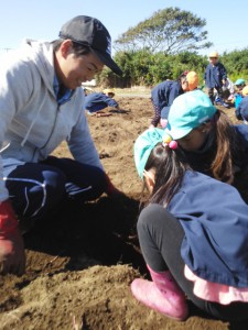 サツマイモを収穫する青年部員と園児