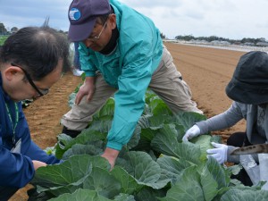 キャベツを収穫する参加者
