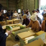 出荷規格を確認する生産者