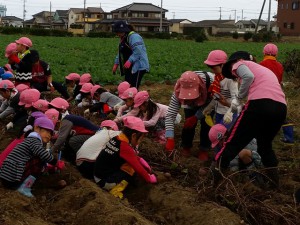 芋ほりを楽しむ園児たち