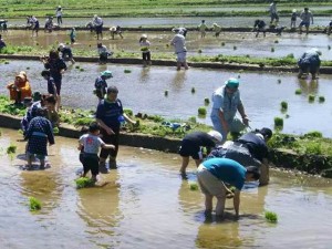 田植えを行う参加者