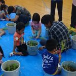 バケツ田んぼの稲刈りに挑戦する児童と青年部員（９月１３日)