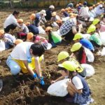 サツマイモを収穫する部員と園児(10月4日)
