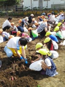 サツマイモを収穫する部員と園児(10月4日)