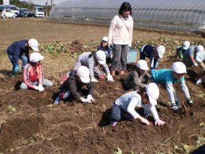 収穫体験を行う児童(10月12日)
