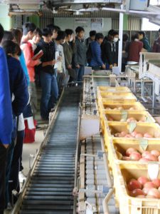 トマトの選果方法について学ぶ学生（１１月２日)