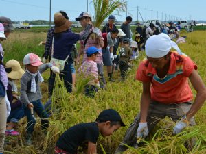 親子で稲刈りを楽しむ参加者（9月9日)