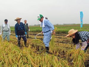 稲刈りを行いました