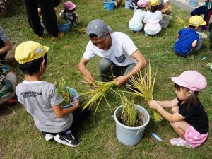 園児の稲刈りをサポートする青年部員（9月15日)