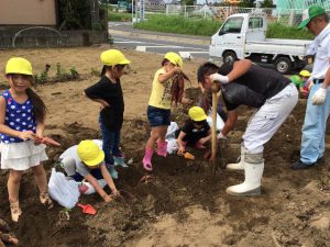 サツマイモを収穫する部員と児童（9月13日)