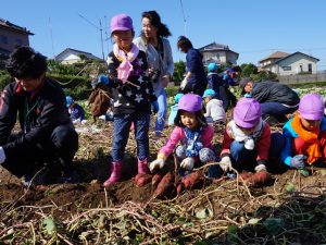 大きなサツマイモを収穫する園児ら（10月18日）