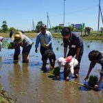 まっすぐ植えるのに試行錯誤しながら田植えを楽しむ参加者（5月20日）