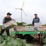 キャベツ畑で収穫体験を行う同社員(左)（5月23日)