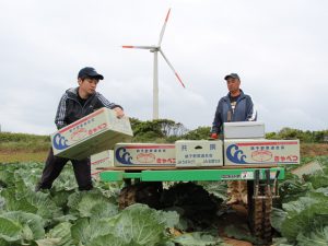 キャベツ畑で収穫体験を行う同社員(左)（5月23日)