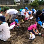 部員と一緒に芋掘りをする園児たち（9月18日）