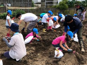 部員と一緒に芋掘りをする園児たち（9月18日）