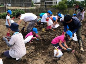 部員と一緒に芋掘りをする園児たち（9月18日）