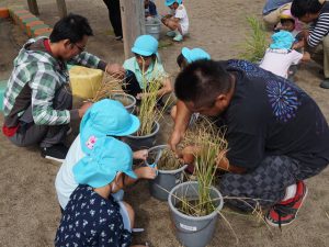部員と一緒に稲刈りに挑戦する園児たち（銚子市立海上幼稚園）（9月11日）