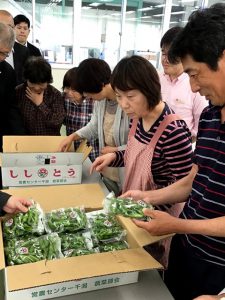 出荷規格を確認する生産者(5月17日)