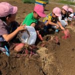 部員と一緒に芋掘りをする園児（9月20日）