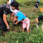 部員と一緒に落花生の収穫をする園児(10月8日)