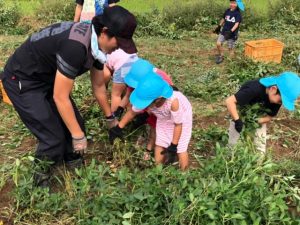 部員と一緒に落花生の収穫をする園児(10月8日)