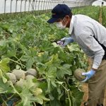 アムスメロンを収穫する生産者(6月1日)