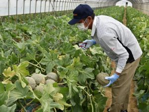 アムスメロンを収穫する生産者(6月1日)