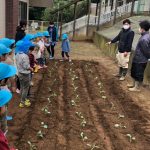 園児とブロッコリーの定植に挑戦（10月16日）