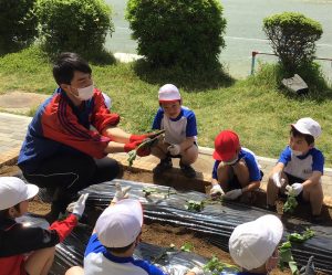 畑の先生として児童に指導（5月10日　旭市立古城小学校）