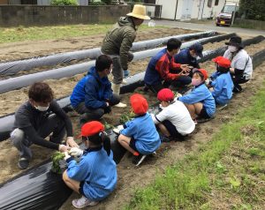 青年部員が「畑の先生」児童と芋苗植え(5月11日　旭市立萬歳小学校）