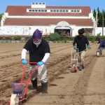 ヒマワリ畑で種を蒔く生産者（5月31日）