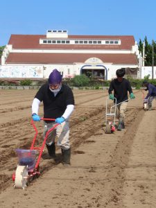 ヒマワリ畑で種を蒔く生産者（5月31日）
