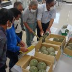 本格出荷を前に出荷規格を確認する生産者（6月10日）
