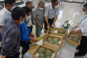 本格出荷を前に出荷規格を確認する生産者（6月10日）